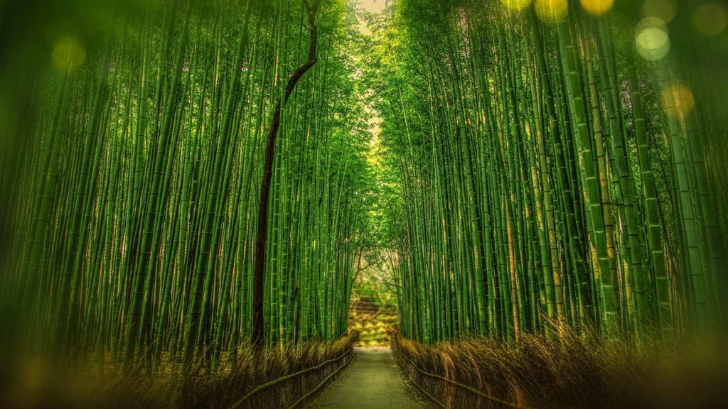 bamboo toilet paper myths