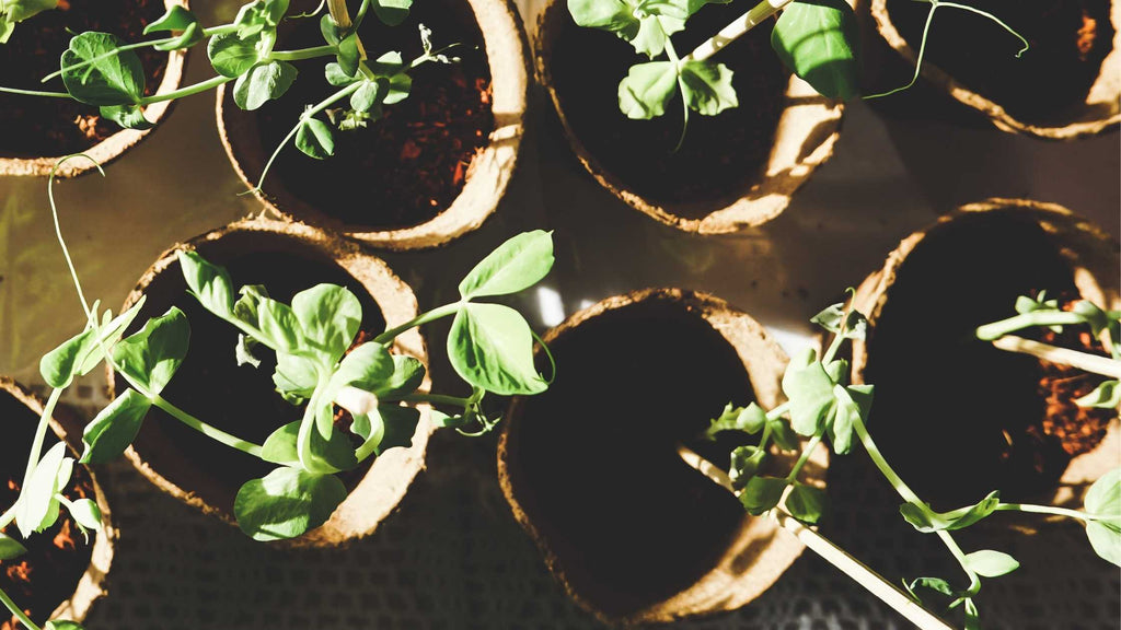 How to use your Squares to Spare waste in your garden
