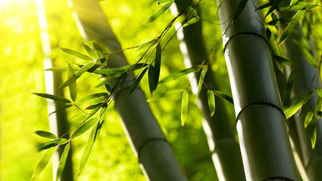Sustainability credentials of bamboo