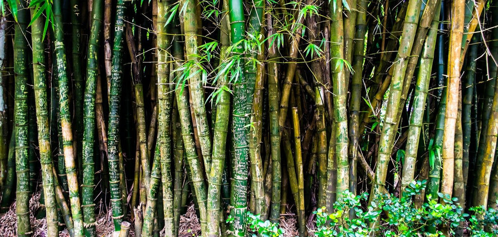 What’s the go with bamboo and why we don’t wipe white